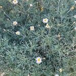 Argyranthemum foeniculaceum Лист