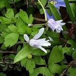 Anemone apennina Flor