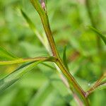 Aster amellus Bark