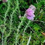 Erica tetralix Habit