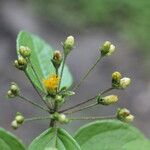 Calea prunifolia Flower