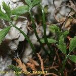 Asplenium seelosii Blad