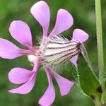 Silene colorata Flower
