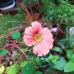 Tropaeolum majusBlomma