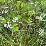 Rubus argutusÕis