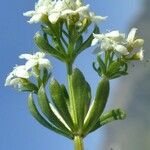 Galium pseudohelveticum Цвят