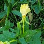 Oenothera fruticosa Flower