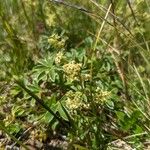 Alchemilla alpigena Flor