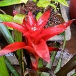 Guzmania lingulata Цвят