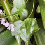 Pelargonium peltatum Levél