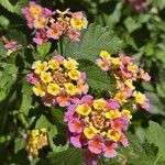 Lantana camaraFiore