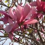 Magnolia x soulangeana Άλλα