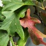 Quercus alba Leaf
