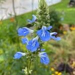 Salvia uliginosa Blomma