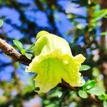 Crescentia mirabilis Flor