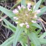 Collomia linearis Blomma