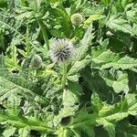 Echinops sphaerocephalusKukka