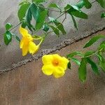 Allamanda cathartica Квітка