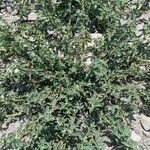 Atriplex suberecta Habit