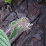 Phacelia heterophylla عادت