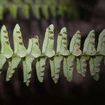 Nephrolepis undulata Blatt