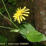 Crepis lampsanoides Blomma