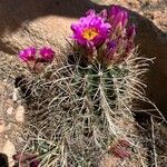 Sclerocactus parviflorus Flower