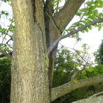 Juglans mandshurica Bark