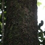 Sideroxylon borbonicum Kabuk