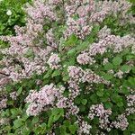 Syringa pubescens Kvet