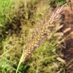 Cenchrus ciliaris Flower