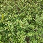 Betula humilis Облик