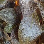 Episcia cupreata Fiore