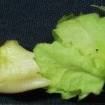 Drymonia macrophylla Altul/Alta