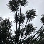 Araucaria angustifolia Otro