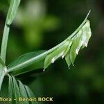 Vicia loiseleurii Fruit