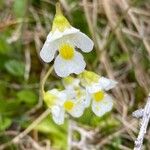 Pinguicula alpina Kwiat