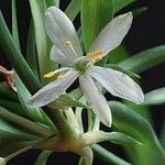 Chlorophytum comosum Kukka