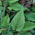 Omphalodes verna Blad