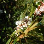 Persicaria madagascariensis Květ