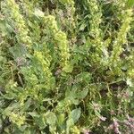 Rumex dentatus Лист