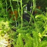 Achillea distans Hoja