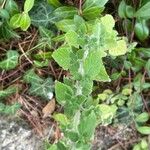 Clinopodium nepeta Vekstform