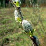 Salix discolor Floare