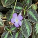 Episcia lilacina Floare