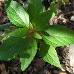 Acalypha virginica Blatt