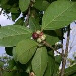 Ficus colubrinae Ostalo