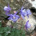 Aquilegia bernardii Облик