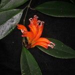 Aeschynanthus parviflorus Květ