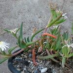 Delosperma floribundum